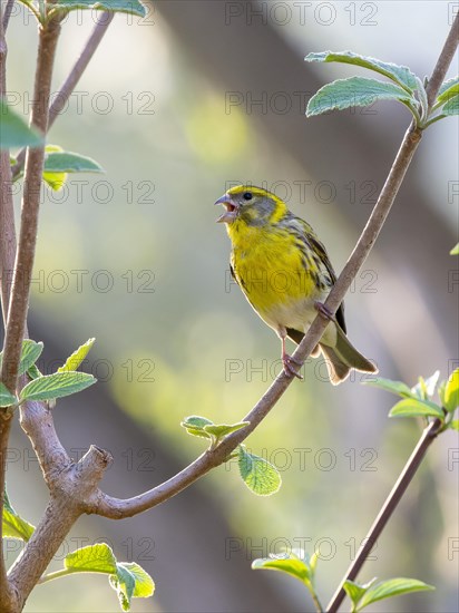 European Serin