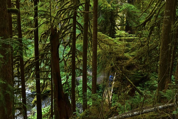 Dense vegetation and footpath through the rainforest