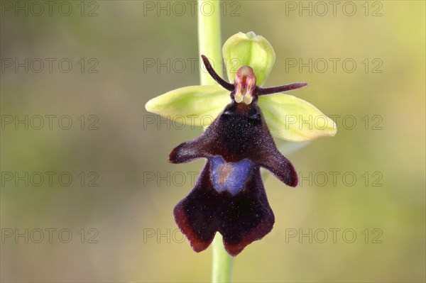 Fly orchid