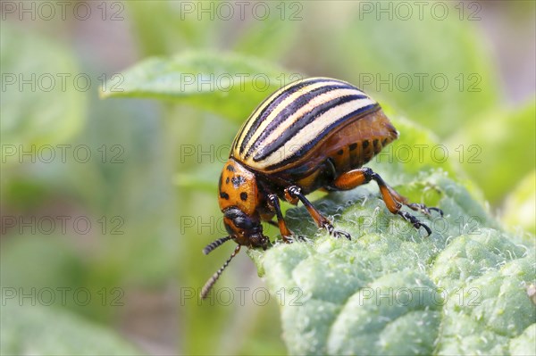 Colorado potato beetle