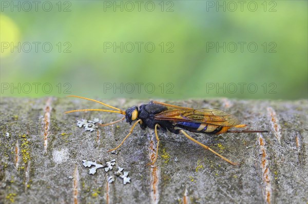 Giant Woodwasp