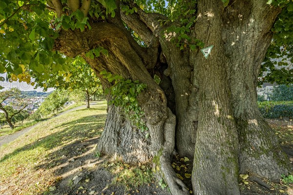 Natural monument hollow tree