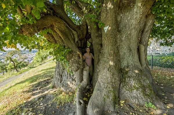 Woman standing in natural monument hollow tree