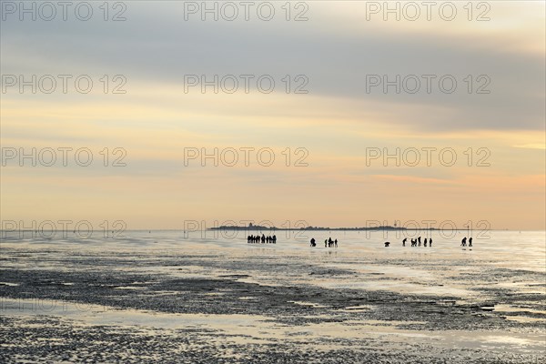 Guided mudflat tour in the evening hours