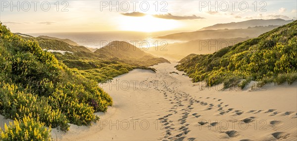 Yellow Lupines