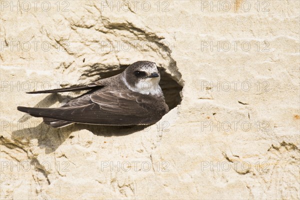 Sand Martin