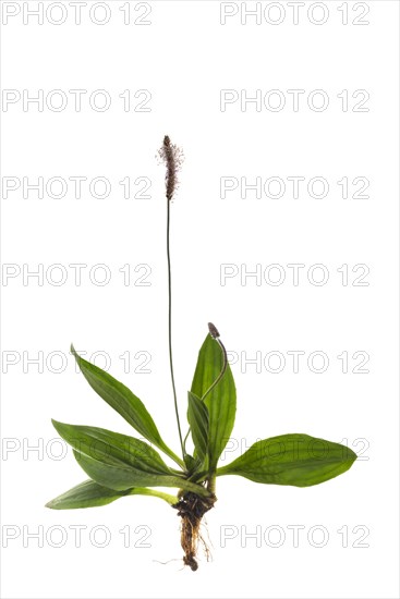 Hoary Plantain