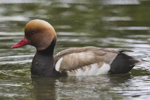 Red-crested pochard