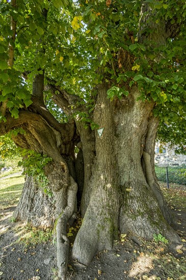 Natural monument hollow tree