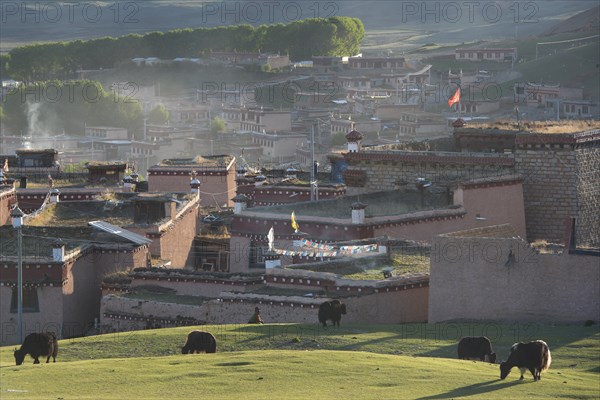 Yaks grazing in front of Tibetan houses