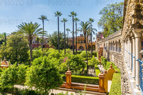 Garden with palm trees