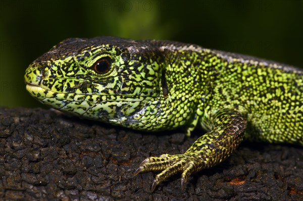 Sand lizard