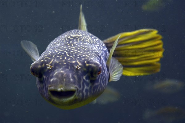 Mbu pufferfish