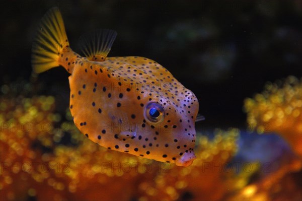 Yellow boxfish