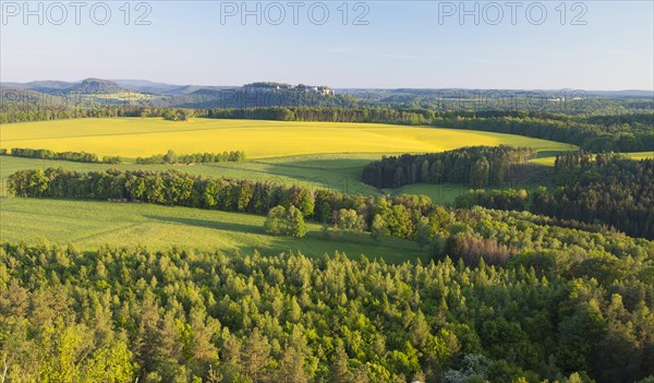 View from Rauenstein over blooming rape fields to the fortress Koenigstein and Pfaffenstein