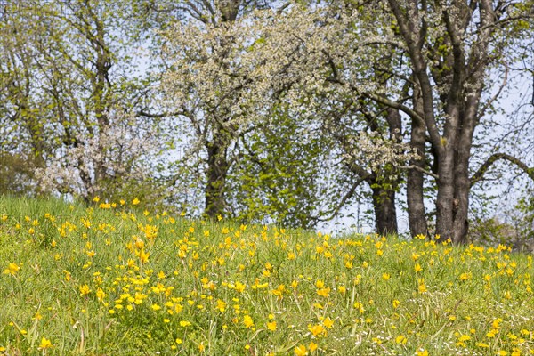 Wild tulips