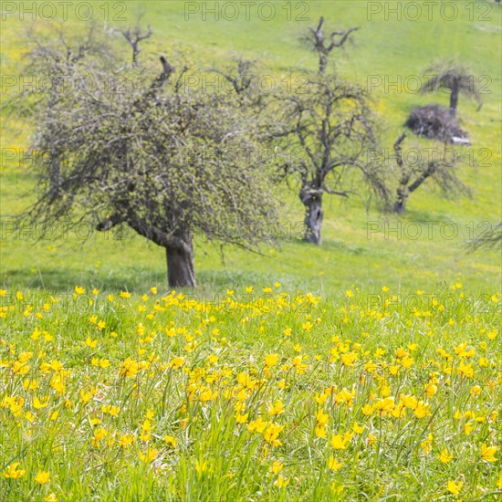 Orchard meadow in spring