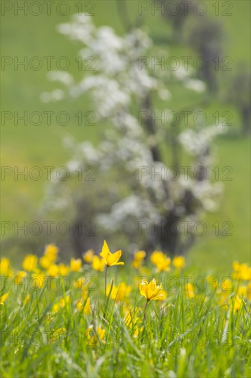 Orchard meadow in spring