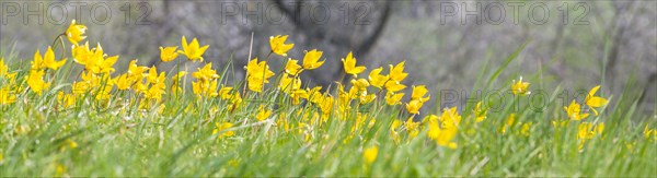 Orchard meadow in spring