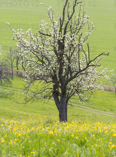 Orchard meadow in spring