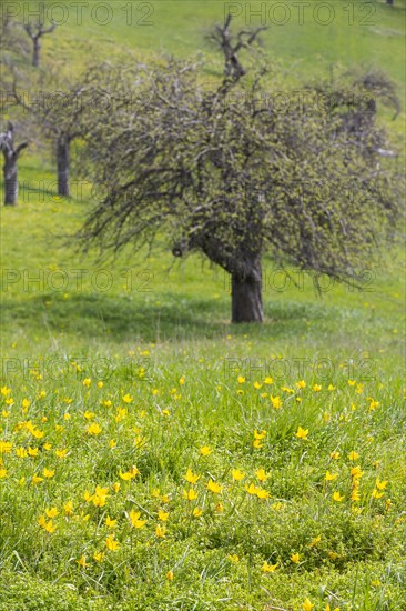 Orchard meadow in spring