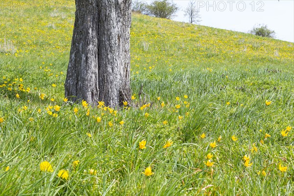 Meadow orchard in spring