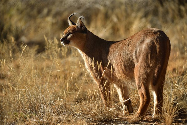 Caracal