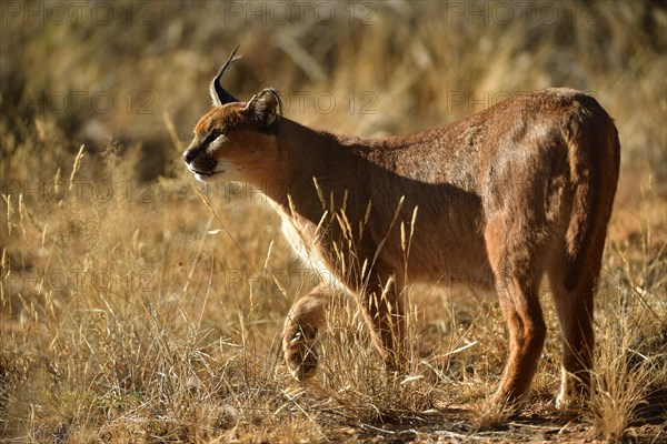 Caracal