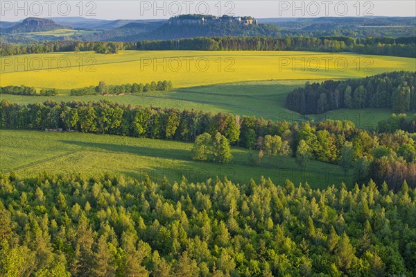 View from Rauenstein over blooming rape fields to the fortress Koenigstein and Pfaffenstein