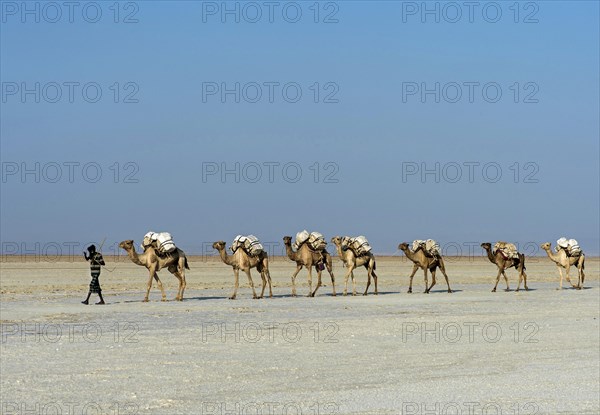 Afar Shepherd leads dromedary caravan loaded with rock salt plates across the Assale Salt Lake