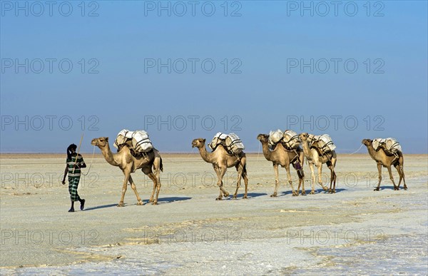 Afar Shepherd leads dromedary caravan loaded with rock salt plates across the Assale Salt Lake