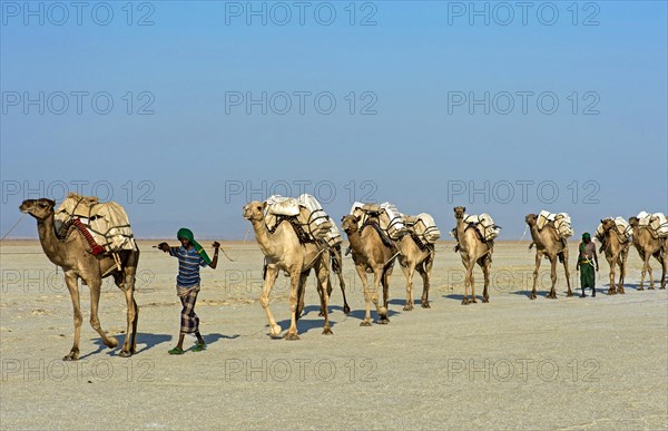 Afar Shepherd leads dromedary caravan loaded with rock salt plates across the Assale Salt Lake