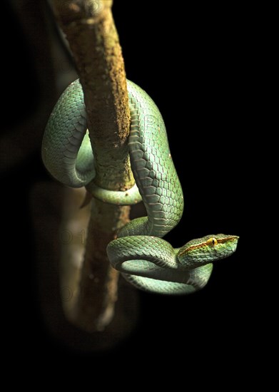 Toxic Pit Viper