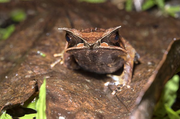 Long-nosed horned frog