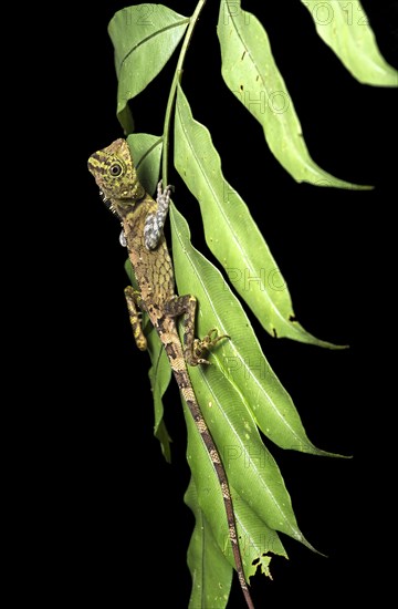 Borneo anglehead lizard