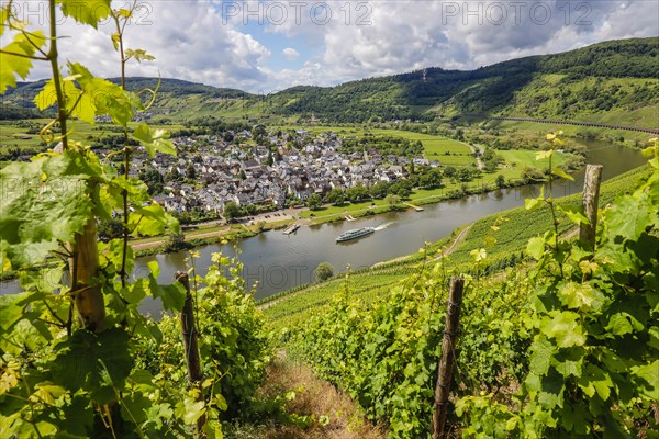 Vineyards on the Moselle