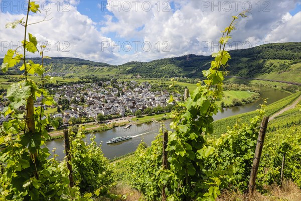 Vineyards on the Moselle