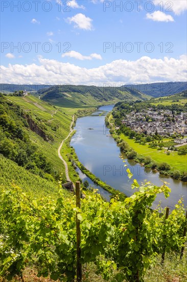 Marienburg above vineyards on the Moselle