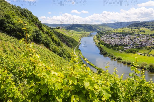 Marienburg above vineyards on the Moselle