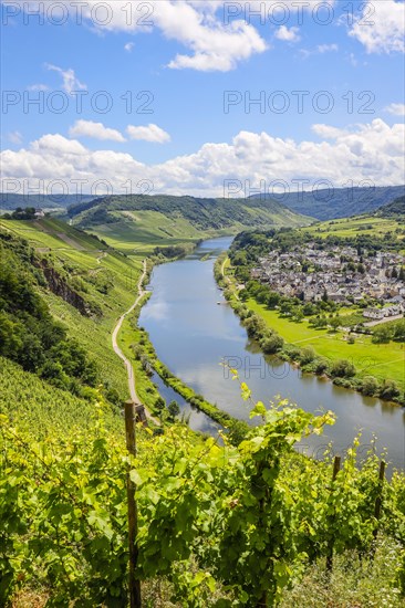 Marienburg above vineyards on the Moselle