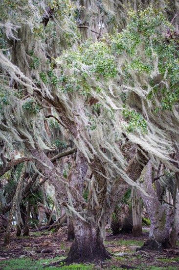 Southern Live Oak