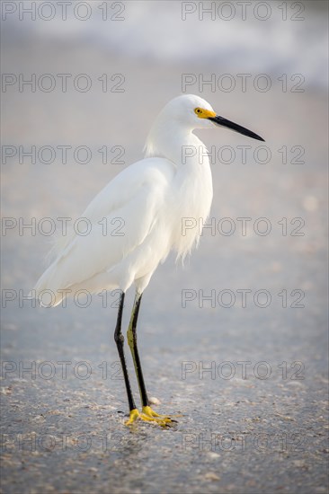 Little egret