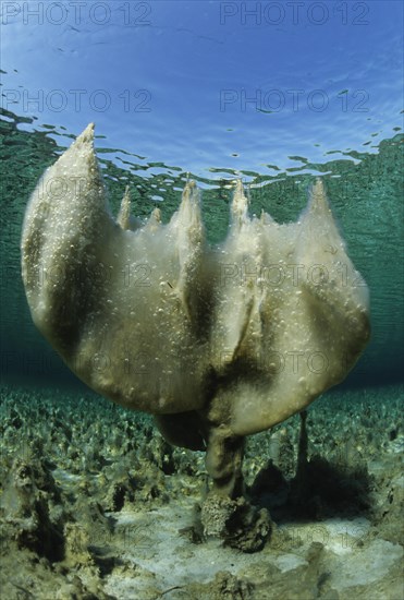 White slime algae