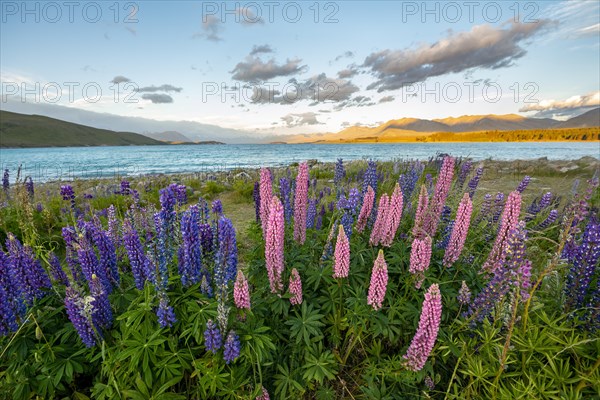 Purple and pink Large-leaved lupins