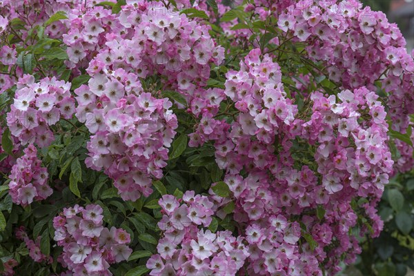 Flowering rambler rose Maria Lisa