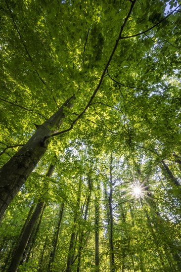 Sun shines through a beech forest