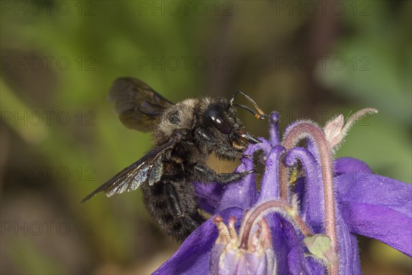 Violet carpenter bee