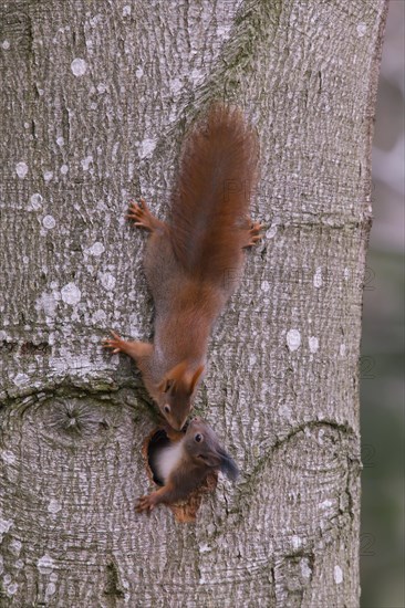 Eurasian red squirrel