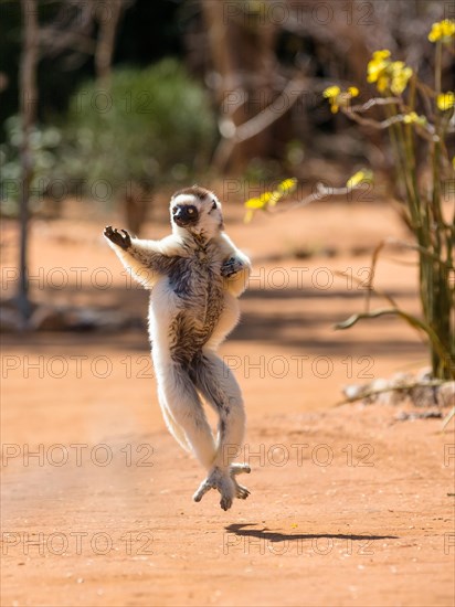 Verreaux's sifaka