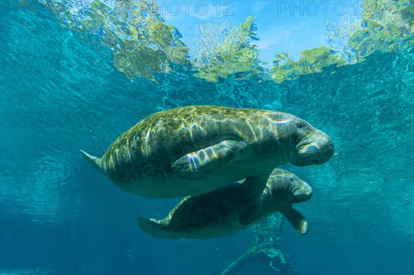 Manatee